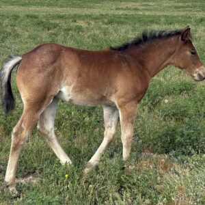Bay Roan Filly