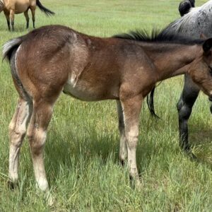 Bay Roan Filly