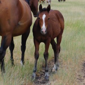 Bay Filly