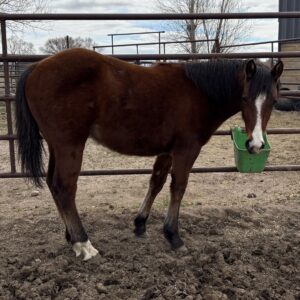2025 Bay Filly
