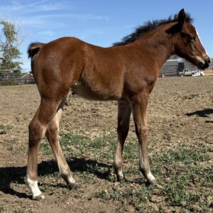 Bay Filly