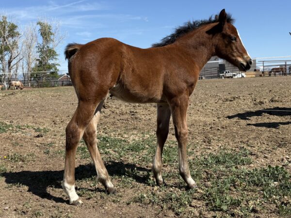 Bay Filly