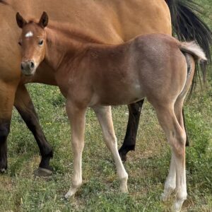 Red Roan Filly