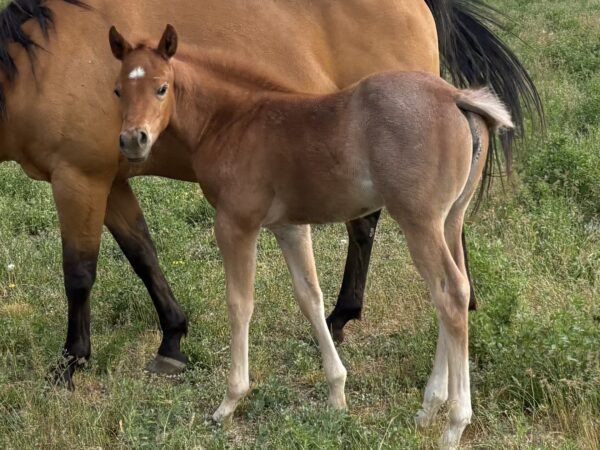 Red Roan Filly