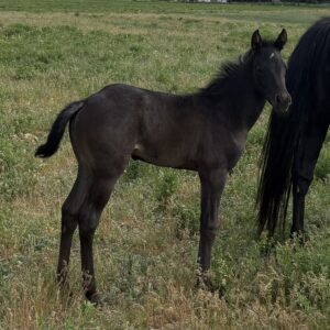 Blue Roan Filly