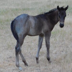 Blue Roan Stud Colt