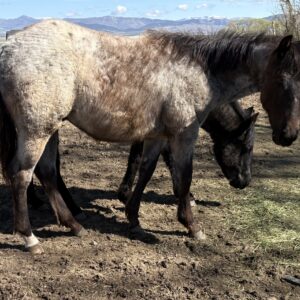 2025 Blue Roan Stud Colt