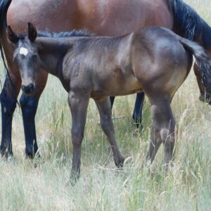 Black Stud Colt