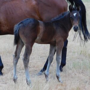 Bay Stud Colt