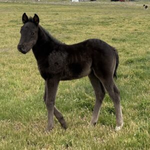 2026 Black Stud Colt