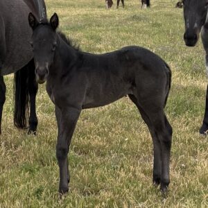 2026 Blue Roan Filly
