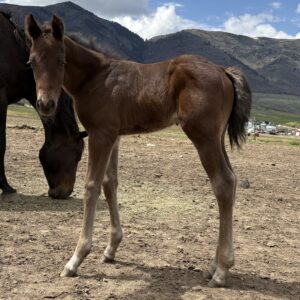 2026 Bay Roan Stud Colt