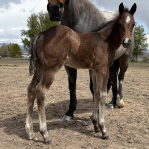 2026 Bay Roan Stud Colt