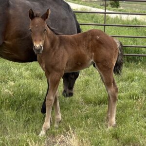 2026 Bay Roan Stud Colt