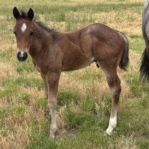 2026 Bay Roan Stud Colt