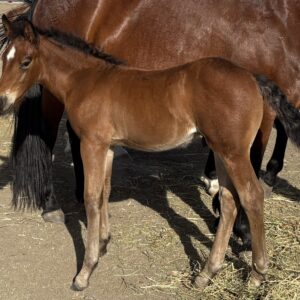 2026 Bay Stud Colt