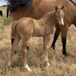 2026 Palomino Stud Colt