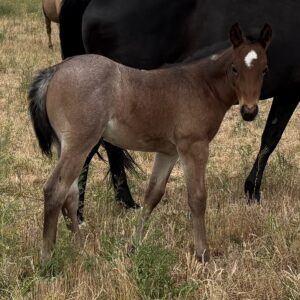 2026 Bay Roan Stud Colt